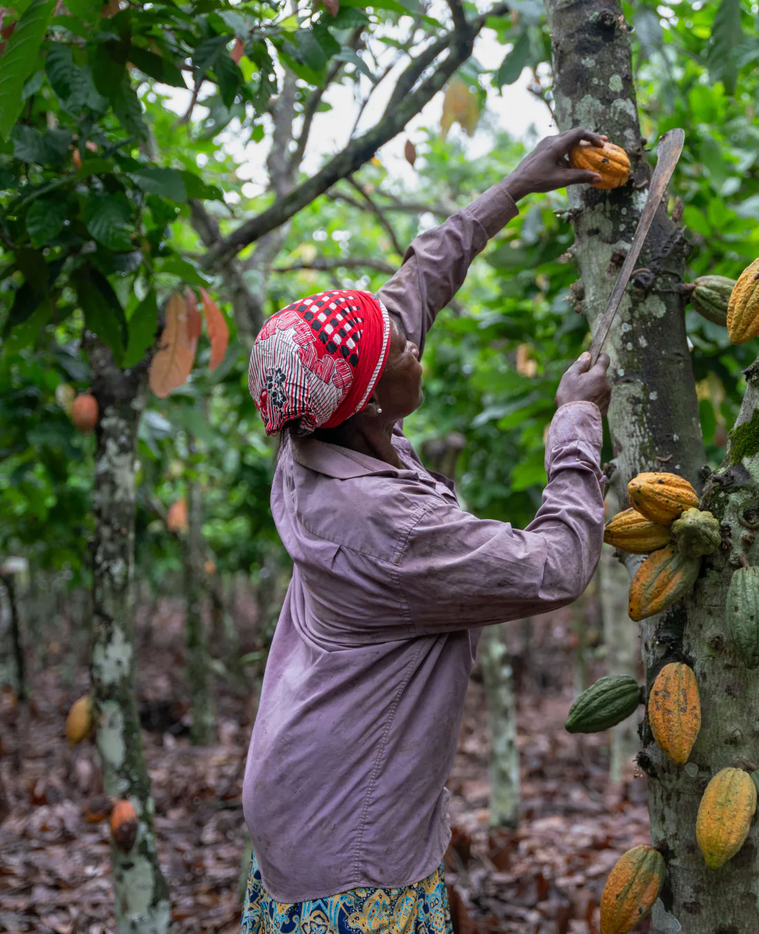 The Rebuild Facility — Adom Cocoa: a farmer harvesting cocoa pods, documentary by Engman Wulff